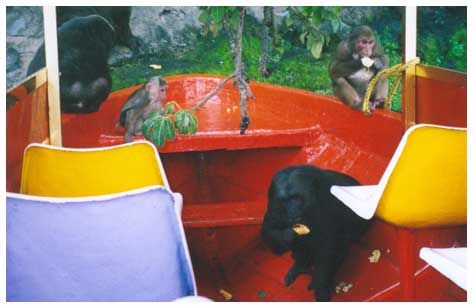 Macacos