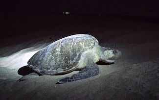 Olive Ridley Turtle